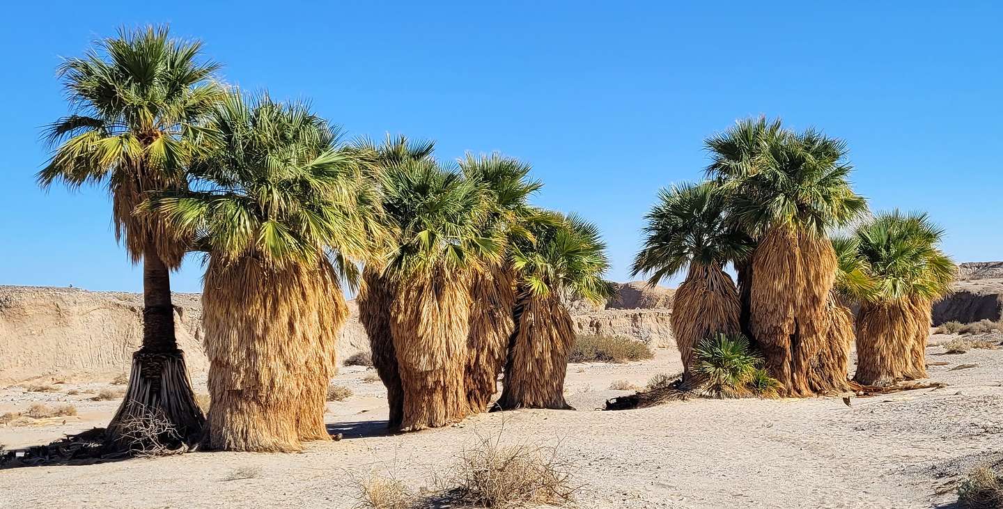 Seventeen Palms Oasis